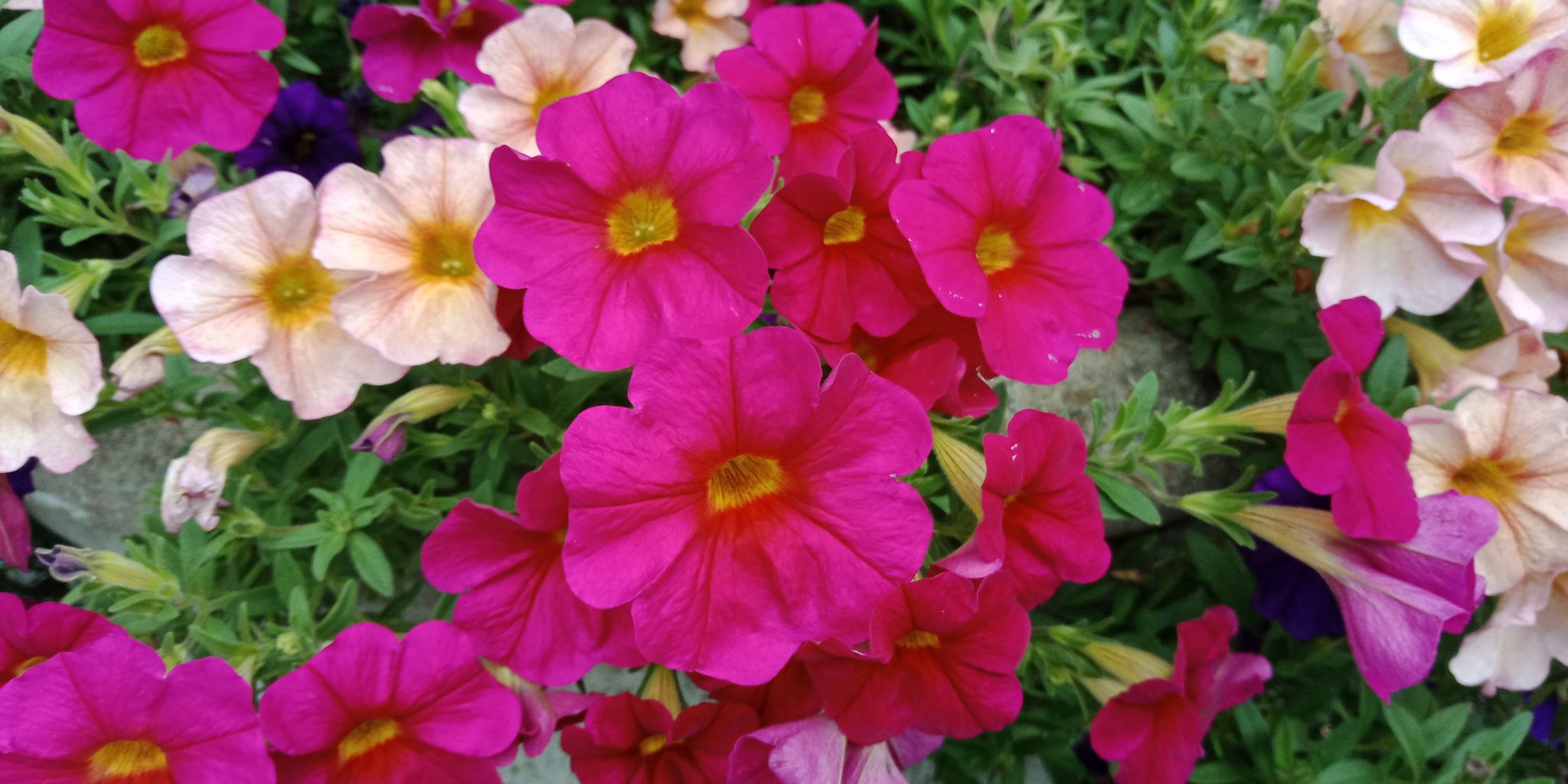 Simple Steps For Raising A Roof Garden Drmujeera